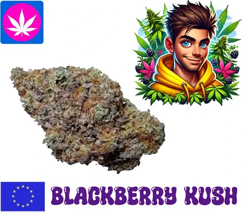 10-OH-HHC Blackberry Kush Blüten kaufen