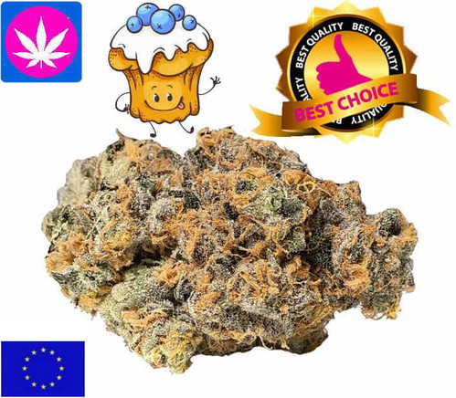Blueberry Muffin CBD EU Indoor | www.