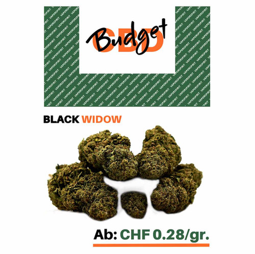 Black Widow CBD Schweiz Treibhaus
