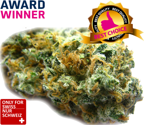 CBD Blüten Purple Haze 1kg Schweiz