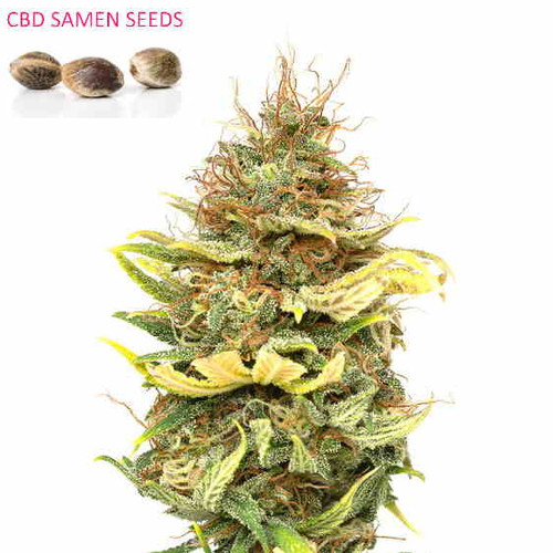 CBD Samen kaufen Schweiz | CBG Seeds Vaporspirit