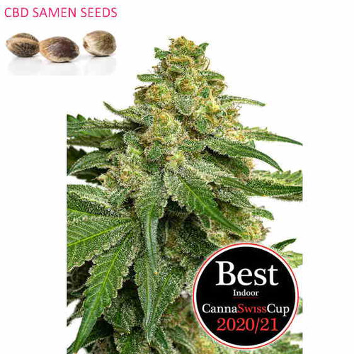 CBD Samen Saparot Canna Swiss Cup