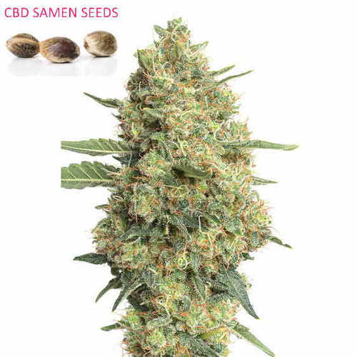 CBD Seeds kaufen Schweiz | Onlineshop Shop Vaporspirit