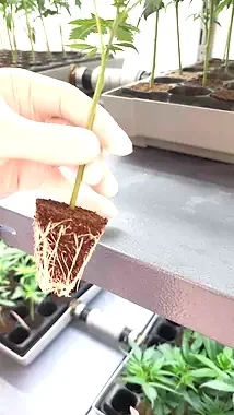 Hanf Cannabis CBD Stecklinge kaufen