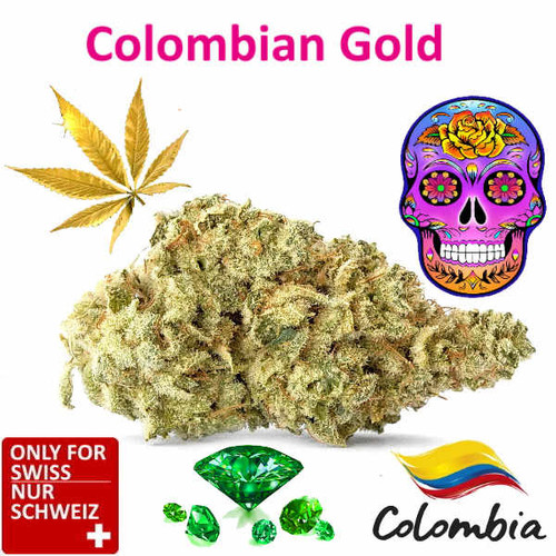 Colombian Gold CBD Blüten