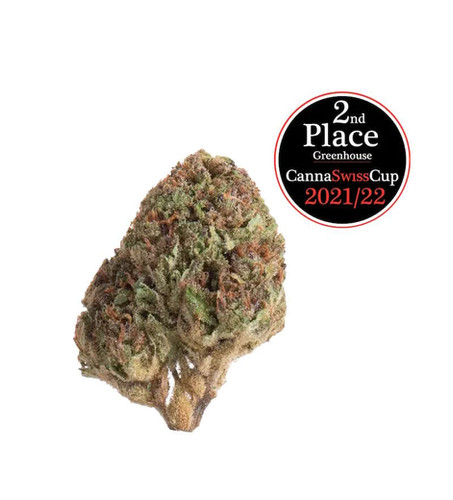 Cookie Kush CBD Glashaus Cup Winner