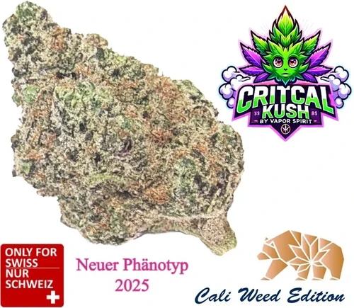 CBD Critical Kush Strain Indoor Blüten