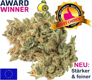 Lemon Haze CBD Blüten – Indoor Qualität aus der Schweiz 250g