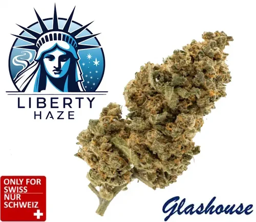 CBD Blüten Liberty Haze - Glashaus