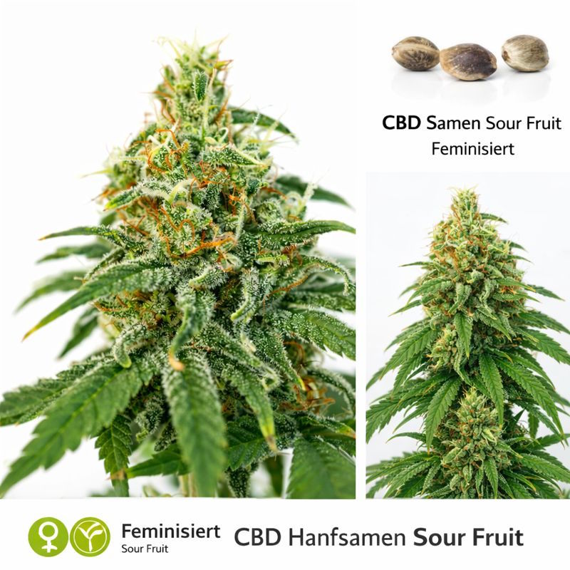 CBD Samen Sour Fruit feminisiert
